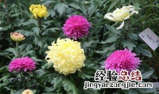 菊花栽培方法及菊花养护技巧 菊花栽培方法及菊花养护技巧图片