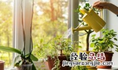 风水卧室里什么植物好 风水卧室里什么植物好养