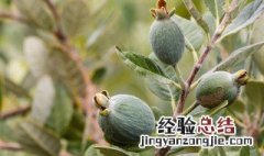 菲油果如何养殖殖 菲油果的种植栽培技术:菲油果几年结果?