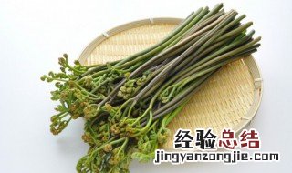 蕨类植物的观赏价值是什么 蕨类植物的观赏价值