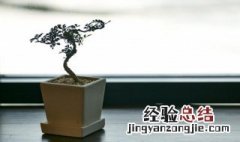 谈论放置家庭植物时应该避免什么