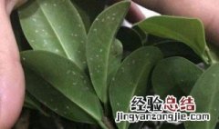 盆栽植物叶子变白怎么回事啊 盆栽植物叶片上泛白点怎么回事