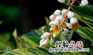 豆蔻花养殖方法 豆蔻花养殖方法是什么