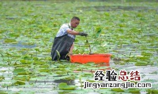 采摘藕带的技巧 什么时候适合采摘呢