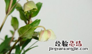 铁筷子花冬天如何养殖 铁筷子花冬天如何养殖视频