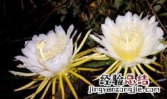 昙花养殖几年可以开花 昙花要养殖几年才开花