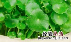 铜钱草水养殖还是土养殖好