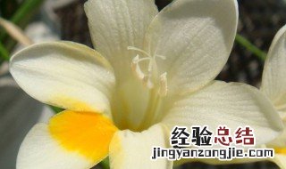 矮化白兰花方法 矮化白兰花方法是什么