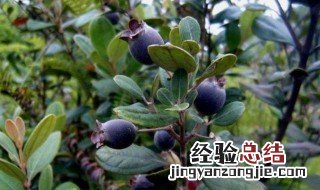 稔子泡酒的做法 野生稔子汁做法窍门