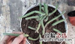 毛毛虫花的养殖方法 毛毛虫花的养殖方法可以剪吗