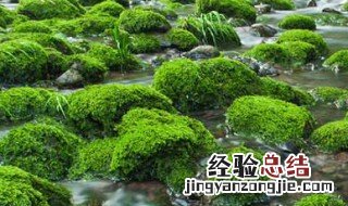 移植青苔方法 怎么栽青苔