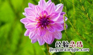 大丽花如何养殖护 大丽花如何养殖护花