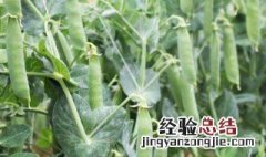 豌豆的种植方法和时间 豌豆的种植方法和时间是什么