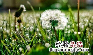 蒲公英种植方法和时间 蒲公英如何种植