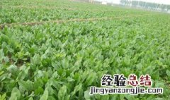 菠菜种植时间和方法 本文为你提供种植信息