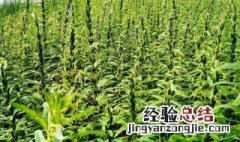 芝麻种植时间和方法 本文来告诉你如何种植芝麻