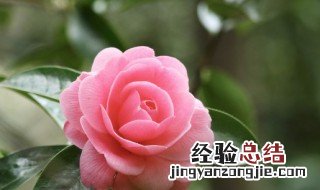 茶叶花可以放在卧室吗 茶花可以放在卧室吗