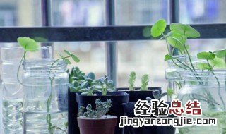 卧室可放哪些能净化空气的植物 可以放在卧室净化空气的植物有哪些