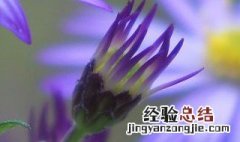 紫菀的养殖方法和用量 紫菀的养殖方法