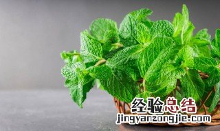 种什么花草可以驱蚊驱虫 种什么花草可以驱蚊虫