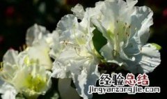 大白杜鹃花的功效与作用 大白杜鹃的养殖方法