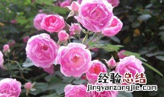 月季花的养殖方法和注意事项 月季花如何养殖