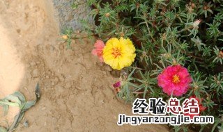 太阳花怎么养殖 太阳花如何养殖