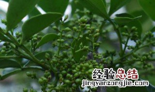 竹叶花椒怎么养 竹叶花椒的养殖方法