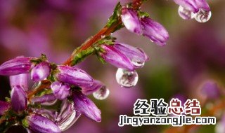 帚石楠花期以后怎么养 帚石楠的养殖殖方法