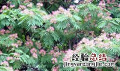 为什么芙蓉树叫鬼树 芙蓉树叫鬼树原因