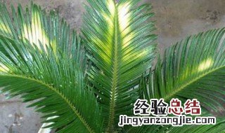 七彩铁树养殖方法 什么时候需要修剪呢