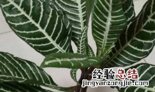 斑马花的修剪方法 需要怎么养殖呢