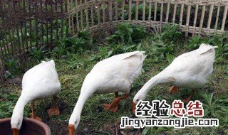 怎么才能挑选好鹅肉呢 怎么才能挑选好鹅
