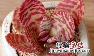 江户紫老桩 江户紫如何养殖