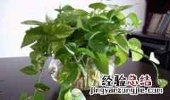 家中养什么水培植物好 家里养殖什么水培植物