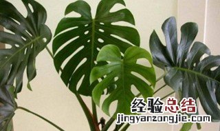 八种植物招财又旺宅龟背竹 什么植物招财又旺宅