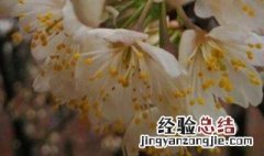 李花的养殖方法 李花盆栽