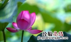 头伏怎么定的 头伏怎么确定