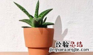 翠花掌的养殖殖方法和技术 翠花掌的养殖殖方法