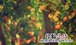 榕树盆景夏季养护 榕树盆景的四季养殖护技巧