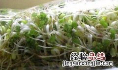 如何种豆芽 种豆芽的方法