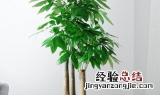 家里摆放什么植物招财又旺宅 招财又旺宅植物推荐