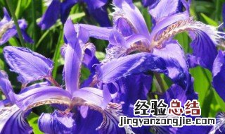鸢尾花 风水 鸢尾花的风水学应用
