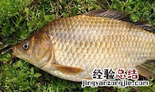 鲫鱼的营养价值及功效 鲤鱼的营养价值及功效