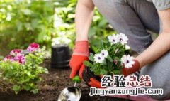 室内种什么植物可以驱蚊 什么植物可以驱蚊