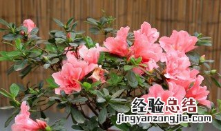 杜鹃花如何种植 杜鹃花怎样种植