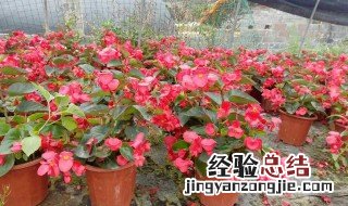 四季海棠的简介 四季海棠简介短一点