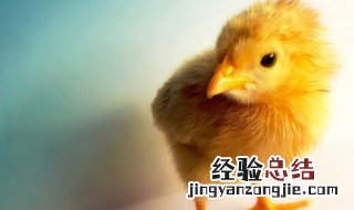 如何养殖野鸡