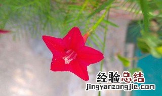 茑萝的种植方法和时间 茑萝如何养殖