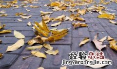 盆栽废弃的树叶属于什么垃圾 树叶属于什么垃圾